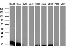 DDT Mouse anti-Human, Clone: OTI3A11, liquid, TrueMAB 100 &mu;L; Unconjugated:Antibodies,