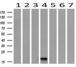 DDT Monoclonal Antibody (OTI1A1), TrueMAB , OriGene 100 &mu;L; Unconjugated:Antibodies,