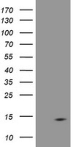 DDT Mouse anti-Human, Clone: OTI3A1, lyophilized, TrueMAB 100 &mu;g; Unconjugated:Antibodies,