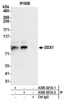 DDX1 Rabbit anti-Human, Mouse, Polyclonal, Bethyl Laboratories 100 &mu;L;