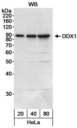 DDX1 Polyclonal Antibody, Bethyl Laboratories:Antibodies:Primary Antibodies