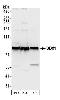 DDX1 Rabbit anti-Human, Mouse, Polyclonal, Bethyl Laboratories 100 &mu;L;