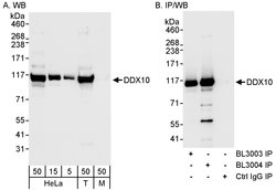 DDX10 Rabbit anti-Human, Polyclonal, Bethyl Laboratories 100 &mu;l; Unlabeled:Antibodies,