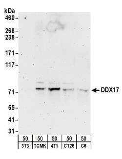 DDX17 Rabbit anti-Human, Mouse, Rat, Polyclonal, Bethyl Laboratories 10