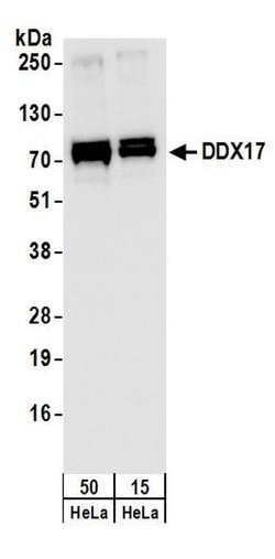 DDX17 Rabbit anti-Human, Mouse, Rat, Polyclonal, Bethyl Laboratories 10