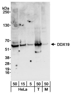 DDX19 Rabbit anti-Human, Mouse, Polyclonal, Bethyl Laboratories 100 &mu;L;