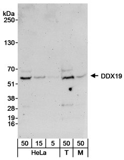 DDX19 Rabbit anti-Human, Mouse, Polyclonal, Bethyl Laboratories 100 &mu;L;