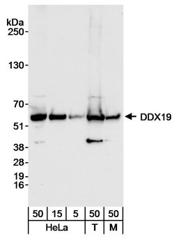 DDX19 Rabbit anti-Human, Mouse, Polyclonal, Bethyl Laboratories 100 &mu;L;