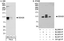 DDX20 Rabbit anti-Human, Polyclonal, Bethyl Laboratories 100 &mu;L; Unconjugated:Antibodies,