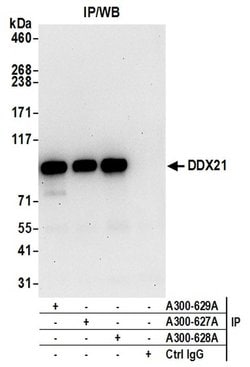 DDX21 Rabbit anti-Human, Polyclonal, Bethyl Laboratories 100 &mu;L; Unconjugated:Antibodies,