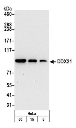 DDX21 Rabbit anti-Human, Polyclonal, Bethyl Laboratories 100 &mu;L; Unconjugated:Antibodies,