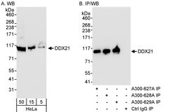 DDX21 Rabbit anti-Human, Polyclonal, Bethyl Laboratories 100 &mu;L; Unconjugated:Antibodies,