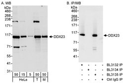 DDX23 Rabbit anti-Human, Mouse, Polyclonal, Bethyl Laboratories 100 &mu;L;