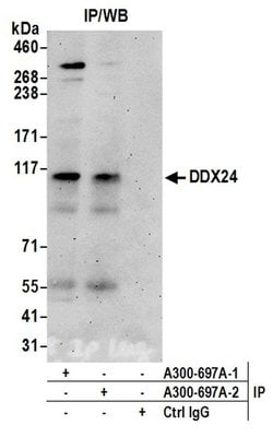 DDX24 Rabbit anti-Human, Polyclonal, Bethyl Laboratories 100 &mu;L; Unconjugated:Antibodies,