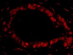 DDX27 Polyclonal Antibody, Bethyl Laboratories 100 &mu;L; Unconjugated:Antibodies,