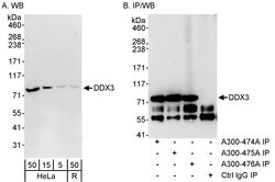DDX3 Rabbit anti-Human, Polyclonal, Bethyl Laboratories 100 &mu;l; Unlabeled:Antibodies,