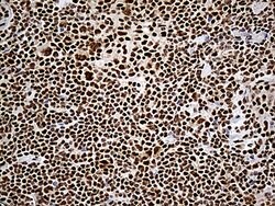 DDX39B Mouse anti-Canine, Human, Clone: OTI2F11, lyophilized, TrueMAB 100