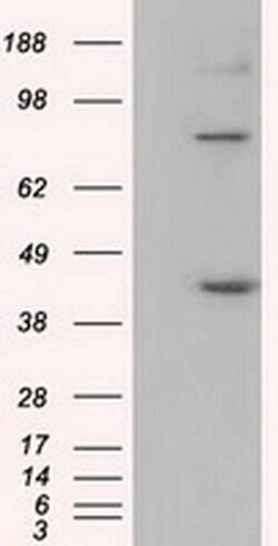 DDX39B Monoclonal Antibody (OTI2C5), TrueMAB , OriGene 30 &mu;L; Unconjugated:Antibodies,