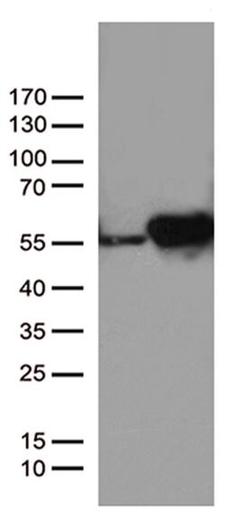 DDX39B Monoclonal Antibody (OTI2C12), TrueMAB , OriGene 100 &mu;L; Unconjugated:Antibodies,