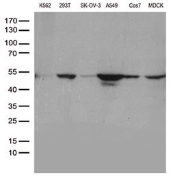 DDX39B Monoclonal Antibody (OTI2C12), TrueMAB , OriGene:Antibodies:Primary