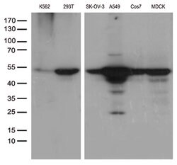 DDX39B Mouse anti-Canine, Human, Clone: OTI2F11, lyophilized, TrueMAB 100
