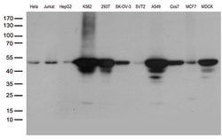 DDX39B Monoclonal Antibody (OTI2G7), TrueMAB , OriGene 30 &mu;L; Unconjugated:Antibodies,