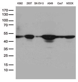 DDX39B Monoclonal Antibody (OTI7H4), TrueMAB , OriGene 100 &mu;L | Buy Online | OriGene | Fisher Scientific