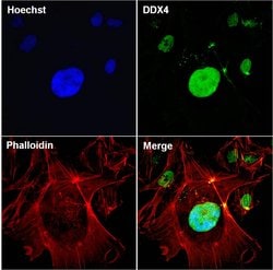 Invitrogen DDX4 Monoclonal Antibody (2F9H5) 100 &mu;g; Unconjugated:Antibodies,