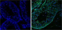 Invitrogen DDX4 Monoclonal Antibody (2F9H5) 100 &mu;g; Unconjugated:Antibodies,
