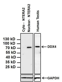 Invitrogen DDX4 Monoclonal Antibody (2F9H5) 100 &mu;g; Unconjugated:Antibodies,