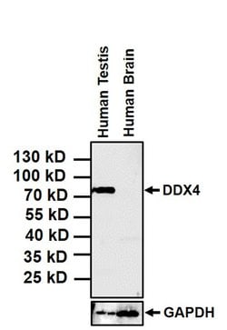 Invitrogen DDX4 Monoclonal Antibody (2F9H5) 100 &mu;g; Unconjugated:Antibodies,