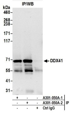 DDX41 Rabbit anti-Human, Mouse, Polyclonal, Bethyl Laboratories 100 &mu;L;