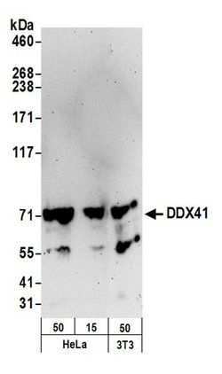 DDX41 Rabbit anti-Human, Mouse, Polyclonal, Bethyl Laboratories 100 &mu;L;