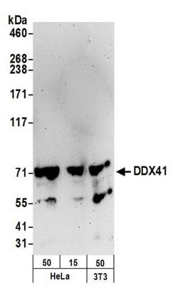 DDX41 Polyclonal Antibody, Bethyl Laboratories 20 &mu;L; Unconjugated:Antibodies,