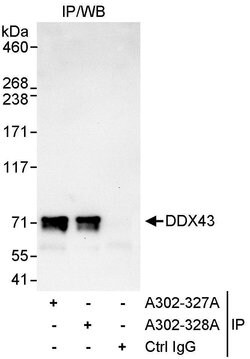 DDX43 Rabbit anti-Human, Polyclonal, Bethyl Laboratories 10 &mu;l; Unlabeled:Antibodies,
