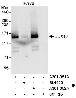 DDX46 Rabbit anti-Human, Mouse, Polyclonal, Bethyl Laboratories 100 &mu;L;