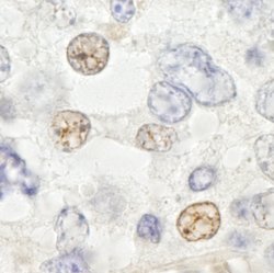 DDX46 Polyclonal Antibody, Bethyl Laboratories 10 &mu;L; Unconjugated:Antibodies,