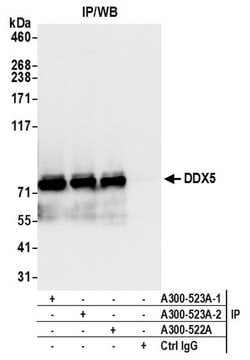 DDX5 Rabbit anti-Human, Mouse, Polyclonal, Bethyl Laboratories 100 &mu;L;