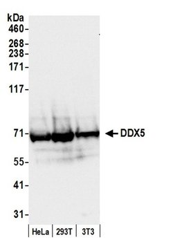 DDX5 Rabbit anti-Human, Mouse, Polyclonal, Bethyl Laboratories 100 &mu;L;