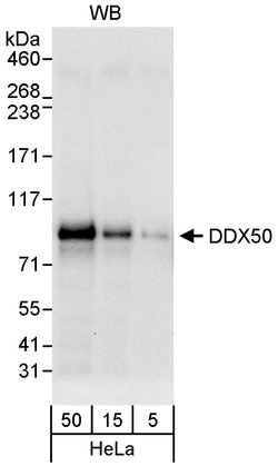 DDX50 Rabbit anti-Human, Polyclonal, Bethyl Laboratories 100 &mu;l; Unlabeled:Antibodies,