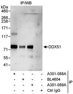 DDX51 Rabbit anti-Human, Polyclonal, Bethyl Laboratories 10 &mu;L; Unconjugated:Antibodies,