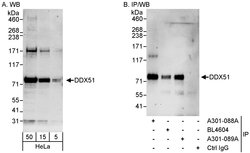 DDX51 Rabbit anti-Human, Polyclonal, Bethyl Laboratories 100 &mu;L; Unconjugated:Antibodies,