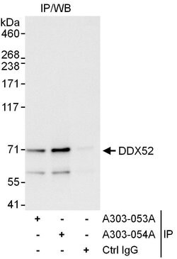 DDX52 Rabbit anti-Human, Polyclonal, Bethyl Laboratories 100 &mu;L; Unconjugated:Antibodies,