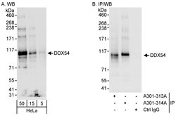 DDX54 Rabbit anti-Human, Polyclonal, Bethyl Laboratories 100 &mu;L; Unconjugated:Antibodies,