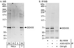 DDX55 Rabbit anti-Human, Polyclonal, Bethyl Laboratories 100 &mu;l; Unlabeled:Antibodies,