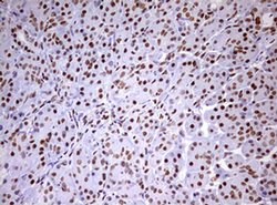 DDX56 Mouse anti-Human, Clone: OTI2E5, liquid, TrueMAB 100 &mu;L | Buy Online | OriGene | Fisher Scientific