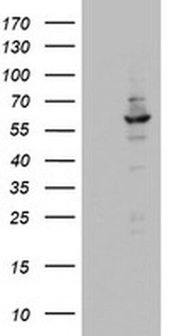 DDX56 Mouse anti-Human, Clone: OTI2E5, liquid, TrueMAB 100 &mu;L | Buy Online | OriGene | Fisher Scientific