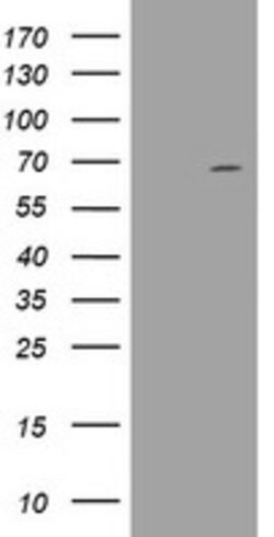 DDX59 Mouse anti-Human, Clone: OTI2G1, lyophilized, TrueMAB 100 &mu;g;