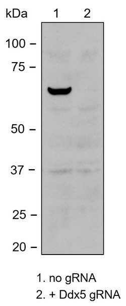 Invitrogen DDX5 Recombinant Rabbit Monoclonal Antibody (JM32-50) 100 &mu;L;