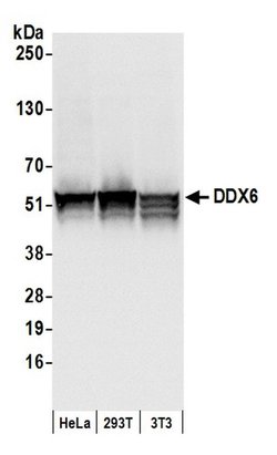 DDX6 Rabbit anti-Human, Mouse, Polyclonal, Bethyl Laboratories 100 &mu;L;
